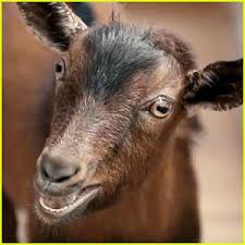 Weekly goat update